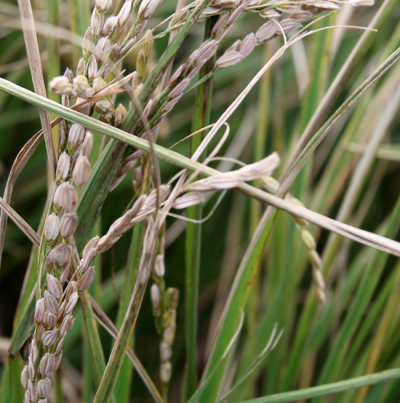 백수 피해 이삭
