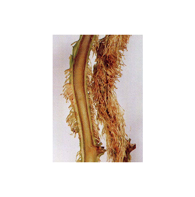 유관속 갈변 및 부정근 형성