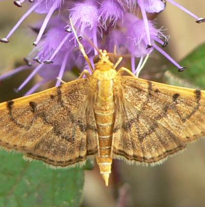 세줄콩들명나방 성충