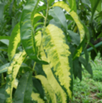 잎, 줄기, 과실의 증상