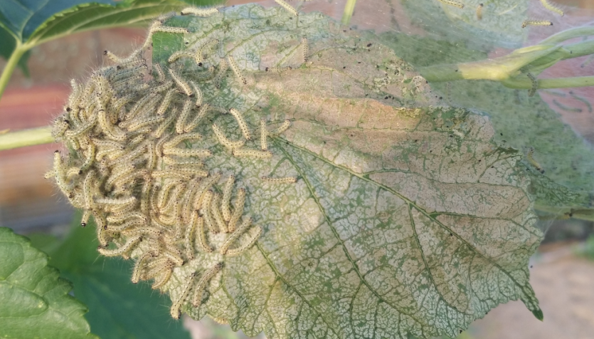 미국흰불나방 피해 증상