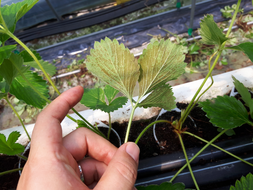 초기 방제에 따른 면역 반응