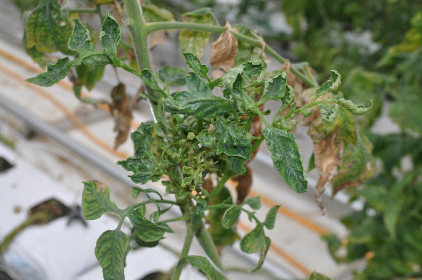 잎의 피해 증상