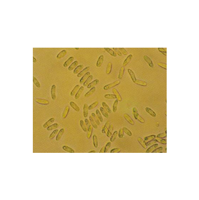 병원균(분생포자)