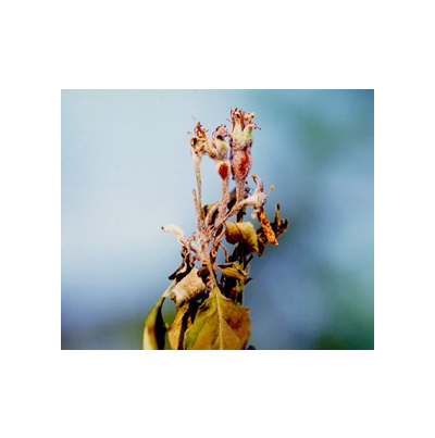   초기 병징(5월 상순)  