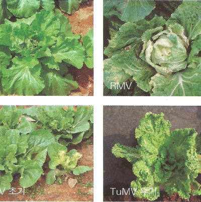 배추 모자이크병의 증상