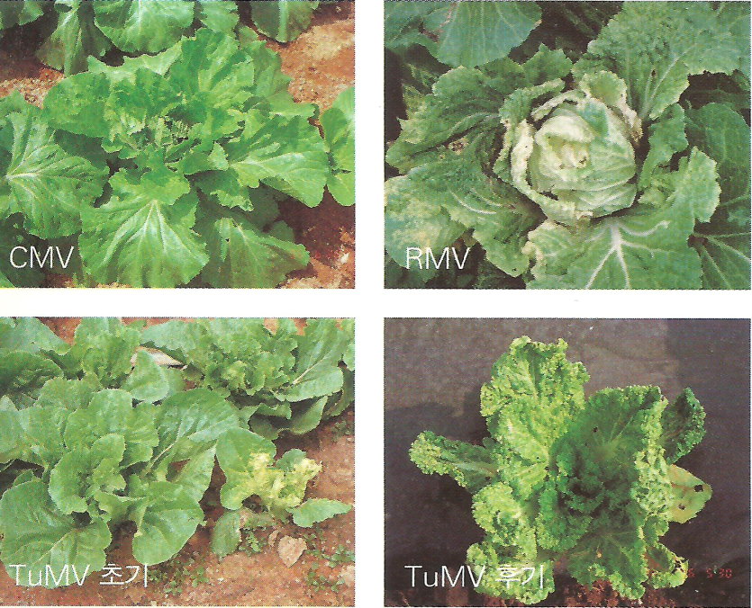 배추 모자이크병의 증상