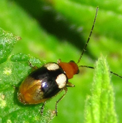 크로바잎벌레 성충