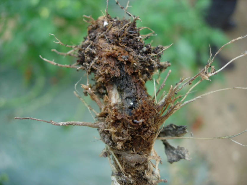 지하부 증상(잔뿌리 거의 없음)