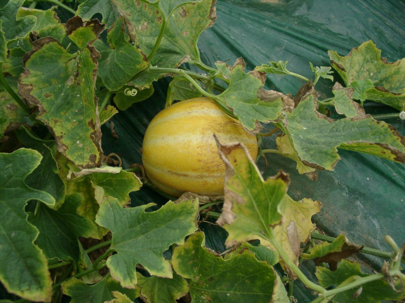 잎에 나타난 결핍증상