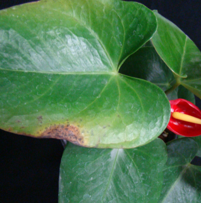 잎의 수침상 점무늬 증상(1)