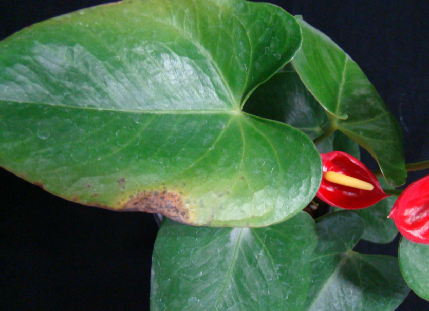 잎의 수침상 점무늬 증상(1)