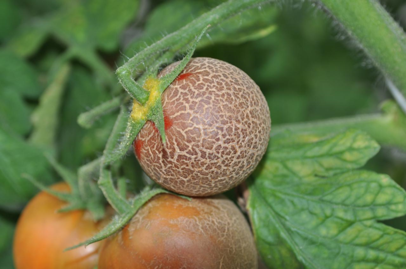 과실의 피해 증상