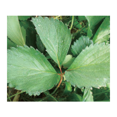 잎 중앙의 엽맥이 붉게 변함