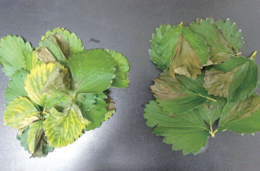 수경재배 시 잦은 엽면시비 후 증상