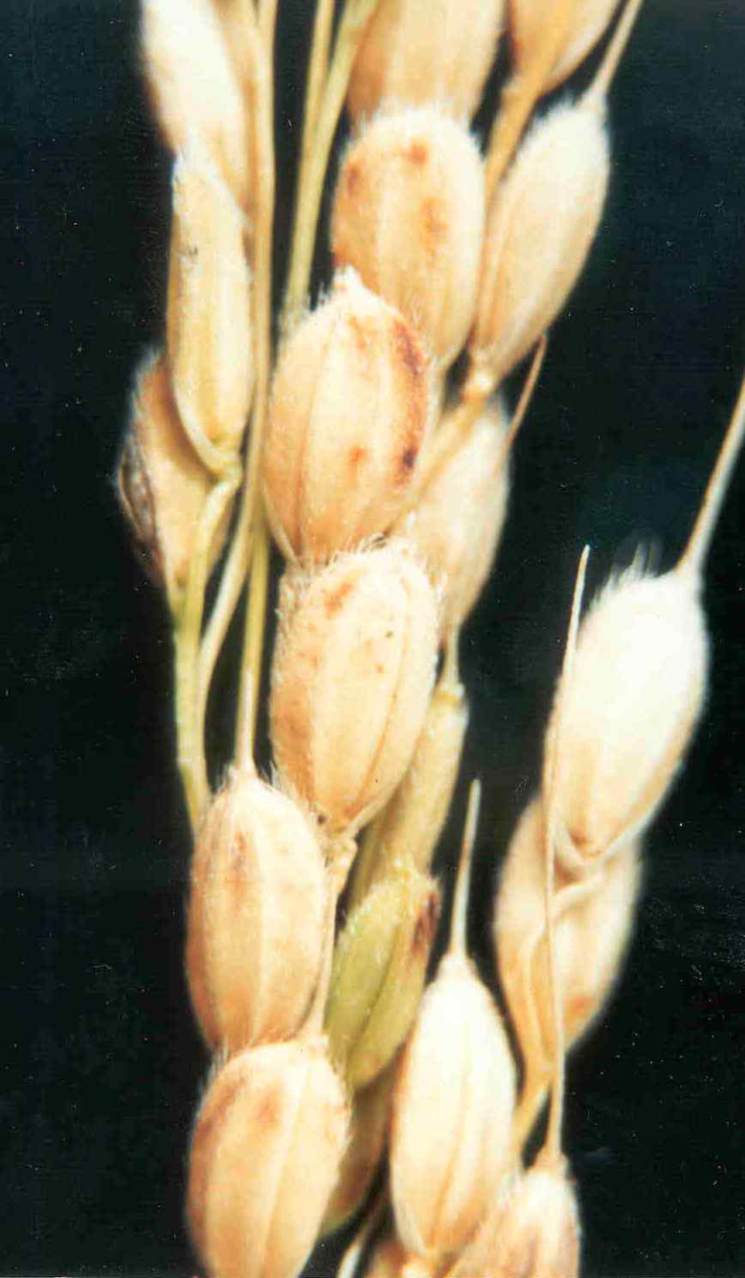 변색립에 의한 피해 정도 - 1