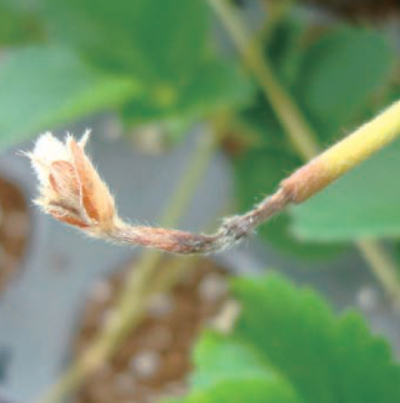 육묘기 런너에 발생한 팁번 현상 