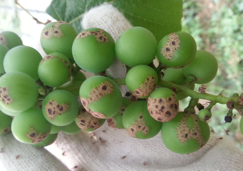 코르크화 및 소립과 증상