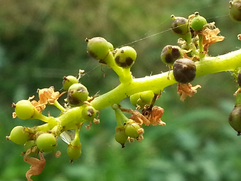  화진현상과 과피 흑변