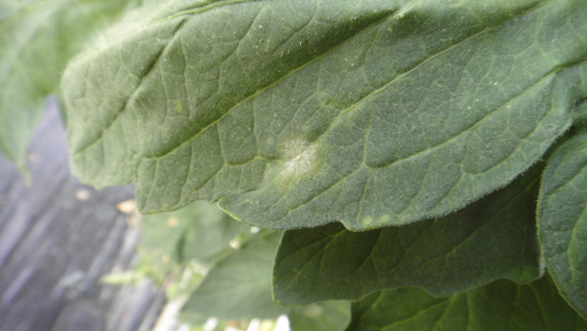 E. cichoracearum의 초기 증상