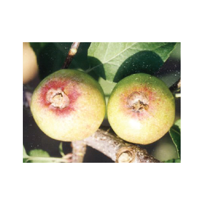 꽃받침 부위 감염 및 진물