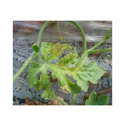 고온에 의한 증상