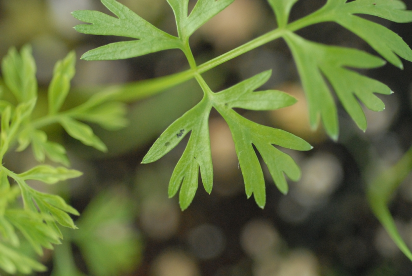 초기 잎점무늬 증상 및 달무리 현상