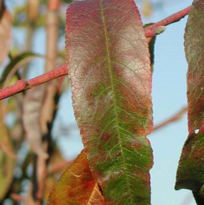 착색 및 잎 표면 가죽 같은 질감 