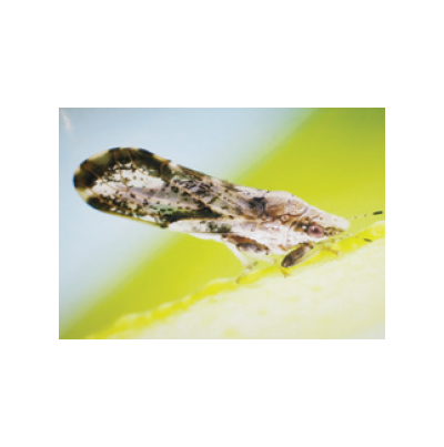 매개충 귤나무이 성충