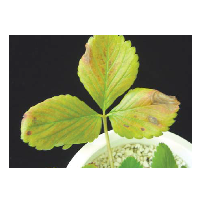 초기 증상(황화 및 가장자리 괴사)