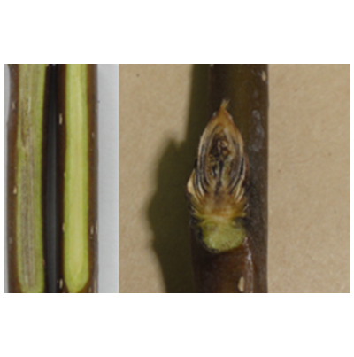  가지 및 눈 갈변(3월 상순)   