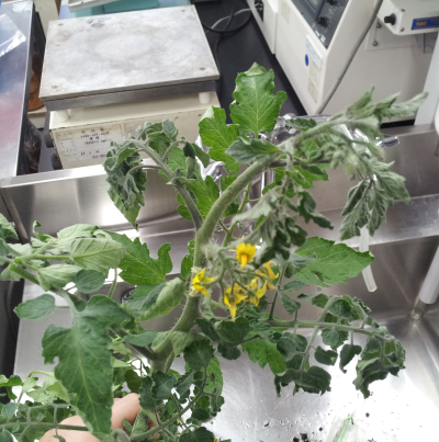 초기(신초 시들음)