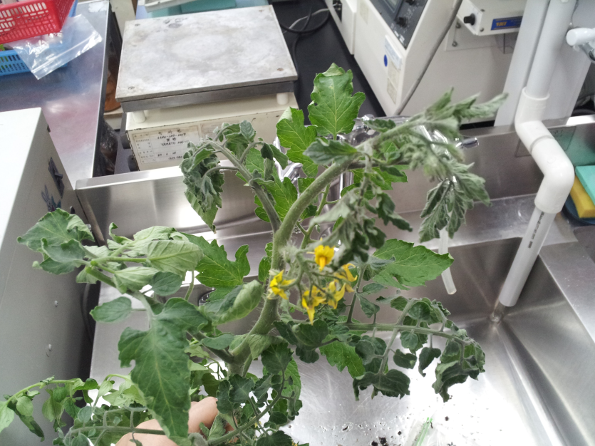 초기(신초 시들음)