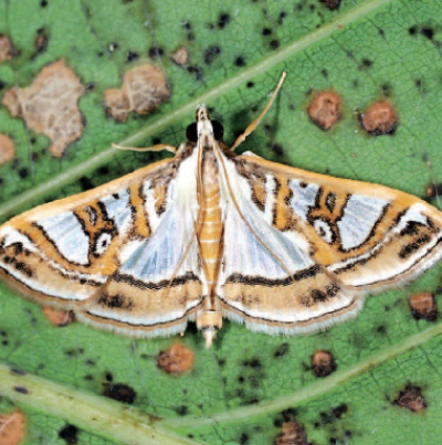 뽕나무명나방 성충