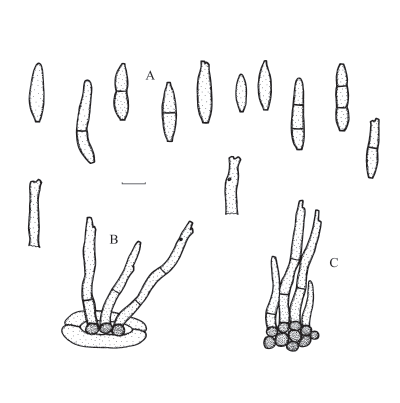 병원균(분생포자 및 분생자경)