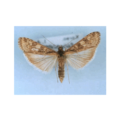 등심무늬들명나방 성충