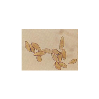 병원균(분생포자) 