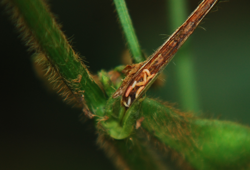 줄기 내부 유충
