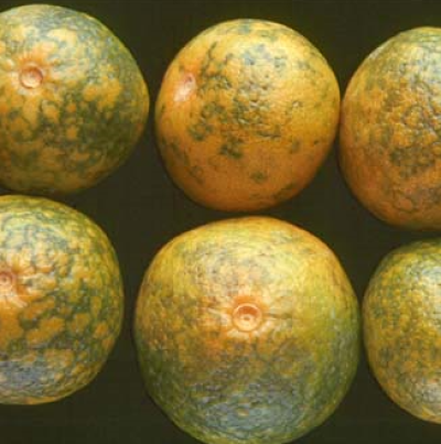 과피에 나타난 얼룩무늬