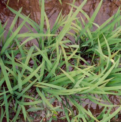 쇠녹반점현상(약한 경우)