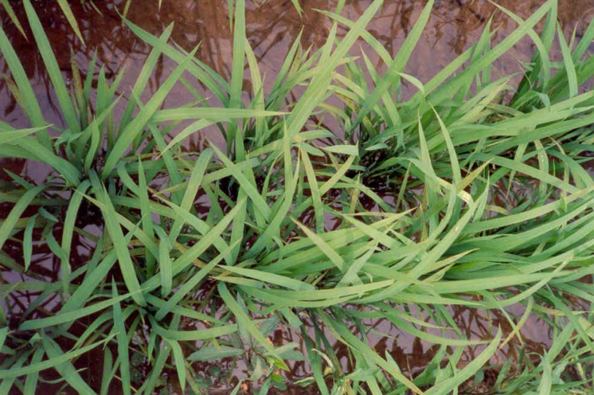 쇠녹반점현상(약한 경우)