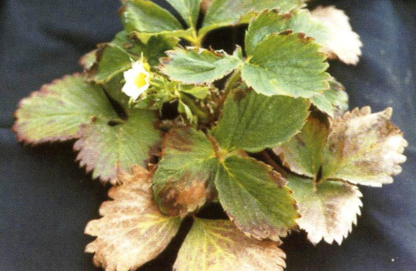 후기 결핍 증상