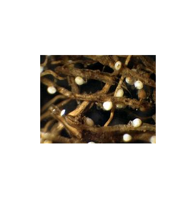 콩 뿌리의 암컷 성충