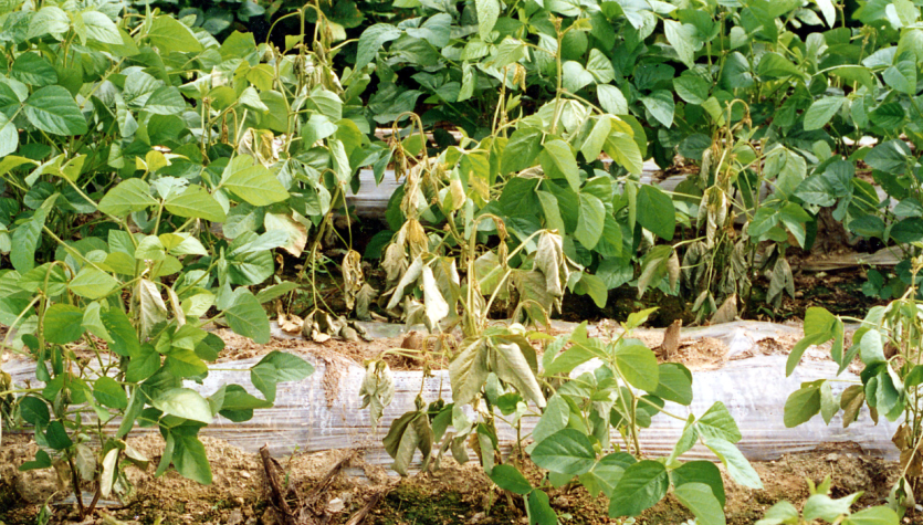 콩 역병 병든 포기 2