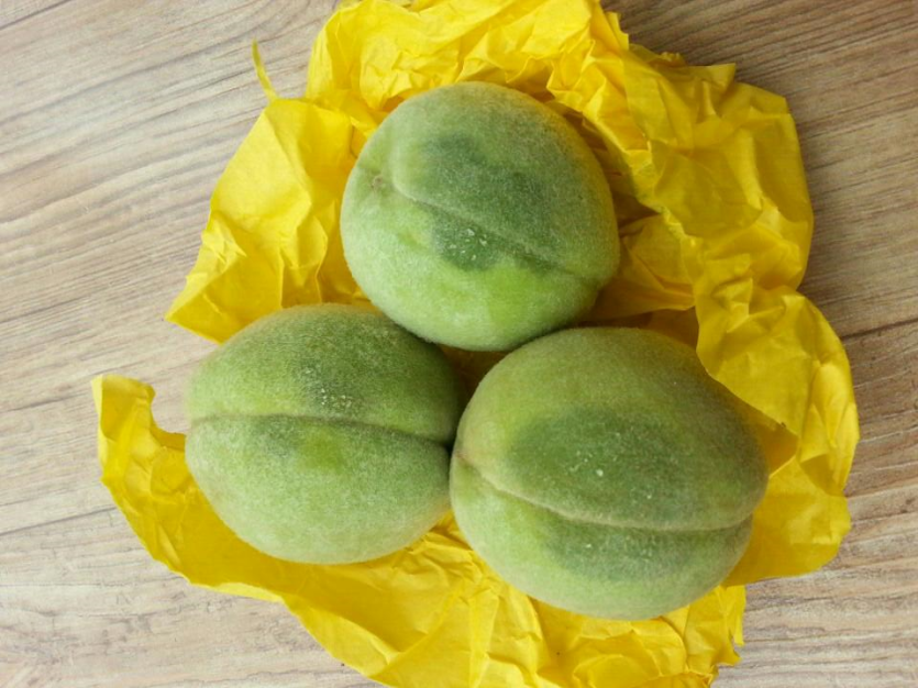 경핵기 후기 핵할에 의한 내부 수지 발생 피해