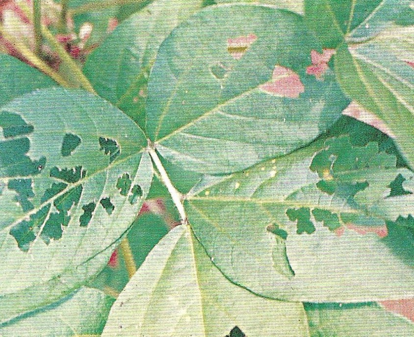 콩은(금)무늬밤나방 피해