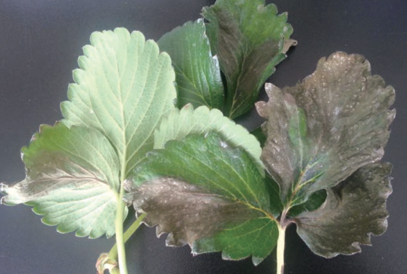 수경재배 시 잦은 엽면시비 후 증상(12월)