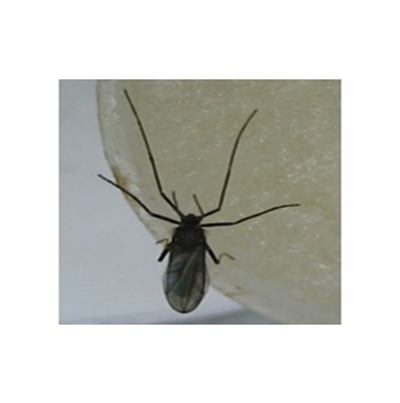 콩꼬투리혹파리 성충