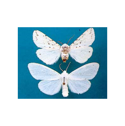 미국흰불나방 성충