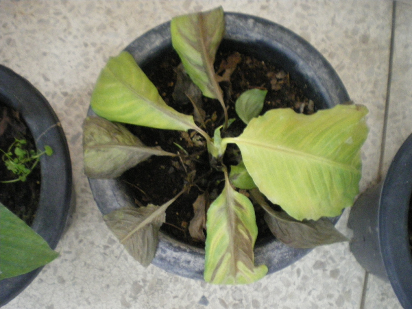 지상부 황화 증상